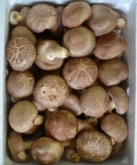생표고버섯 명절 선물세트-1Kg