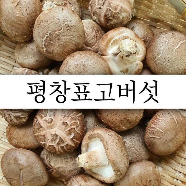{평창사람들},{평창표고버섯}, 표고버섯, 생표고버섯, 생표고, 건표고버섯, 건표고, 표고버섯가루, 평창표고버섯, 평창사람들, 평창표고, 목이버섯, 모기버섯, 목이, 송향고, 송향고버섯